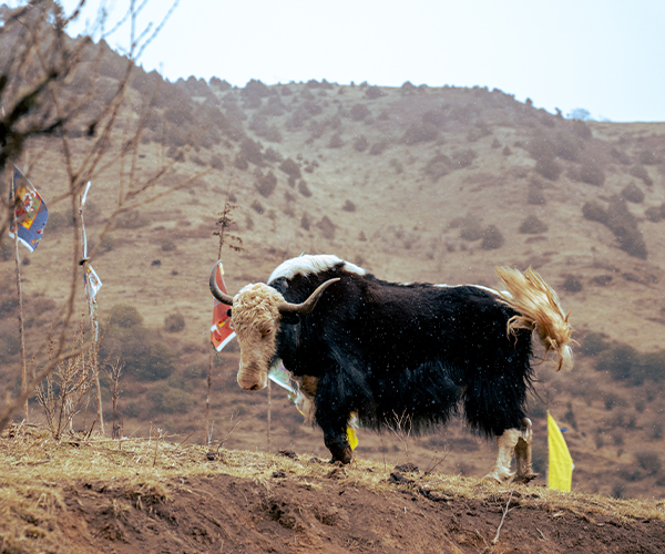 Haa Nub Tshonapata Trek